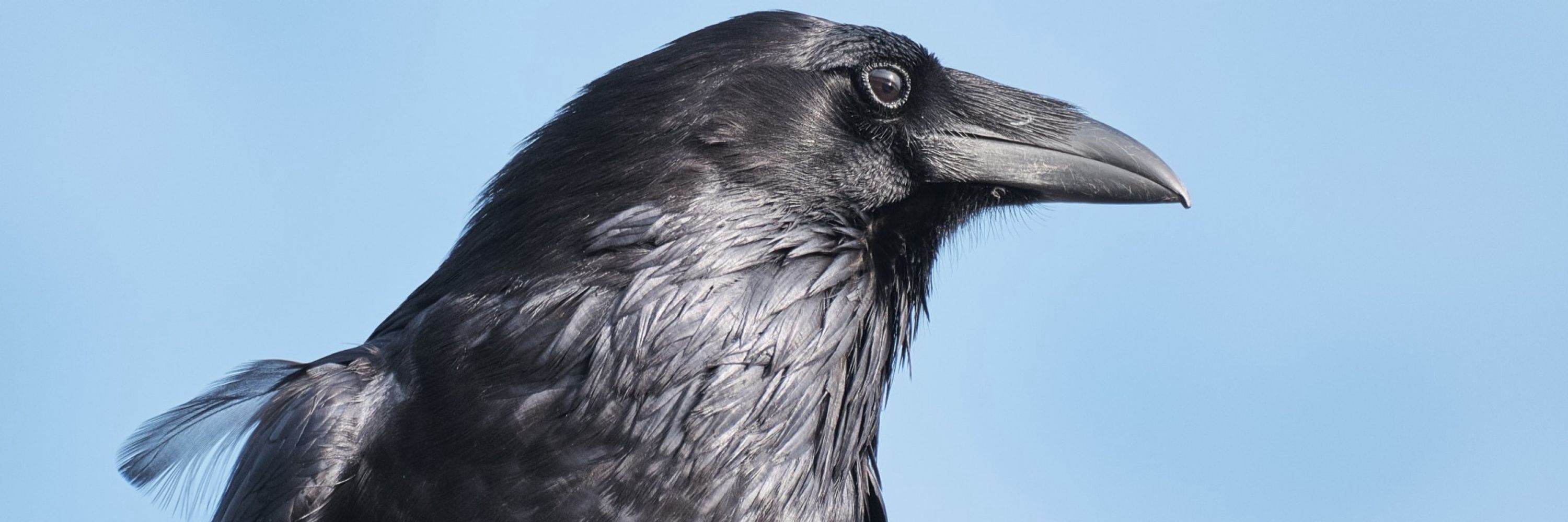 Edgar Allan Crow