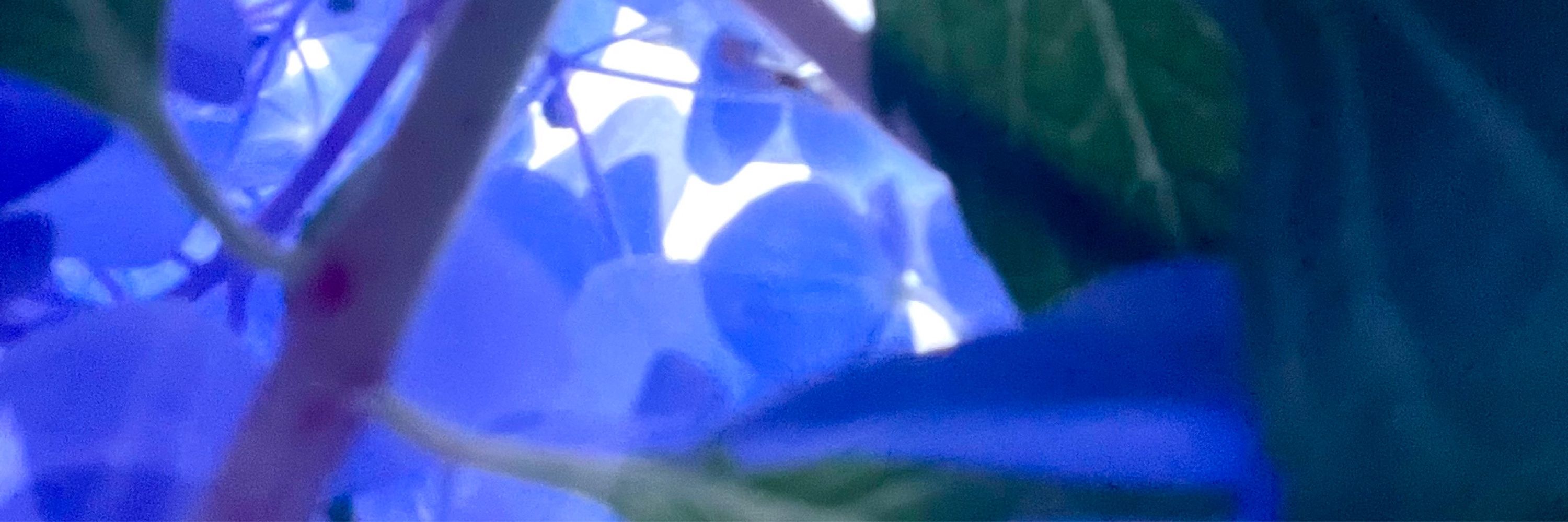 レニーブルー
