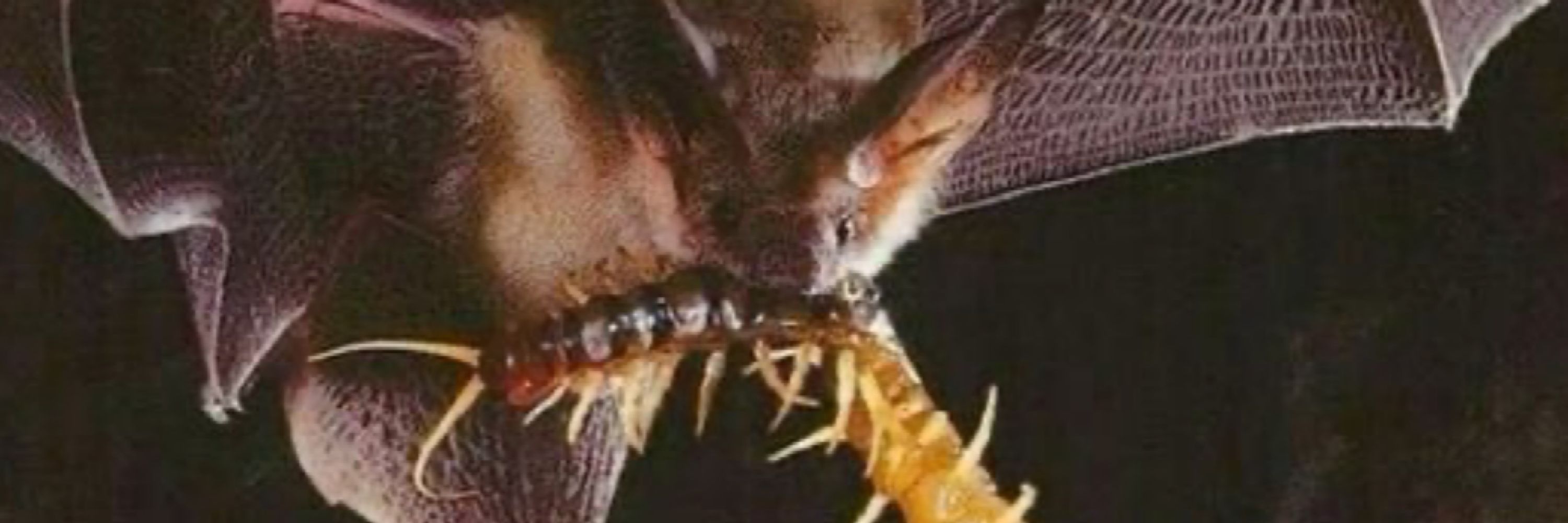 bug