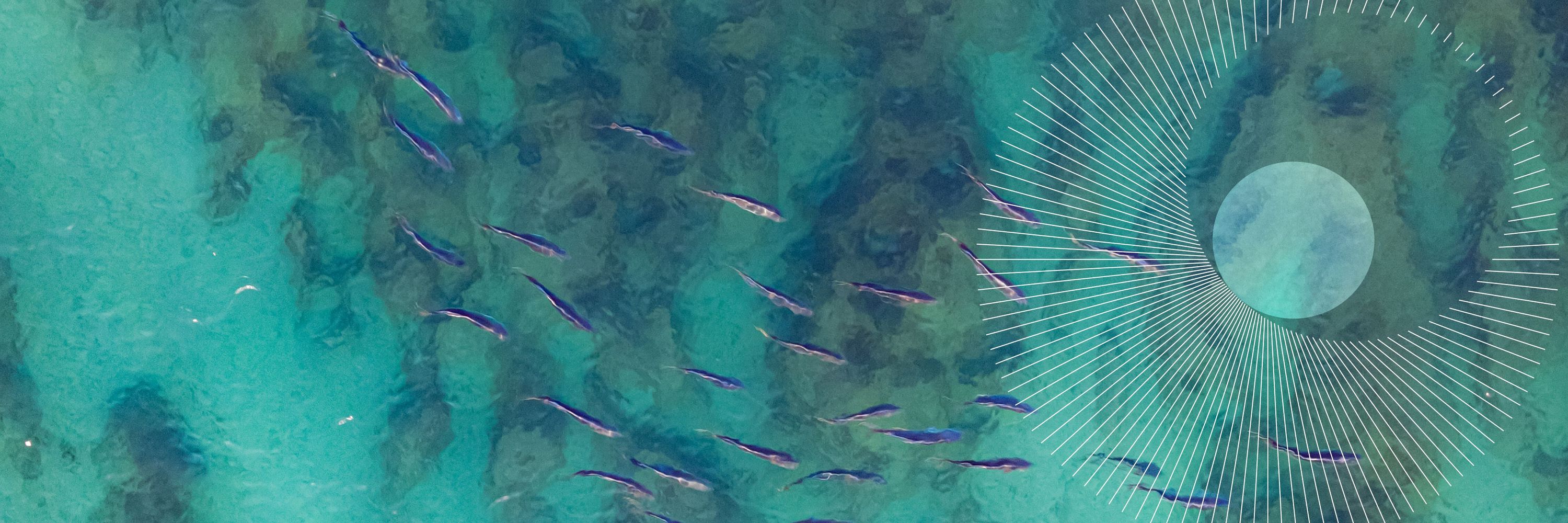 EMBRC (European Marine Biological Resource Centre)