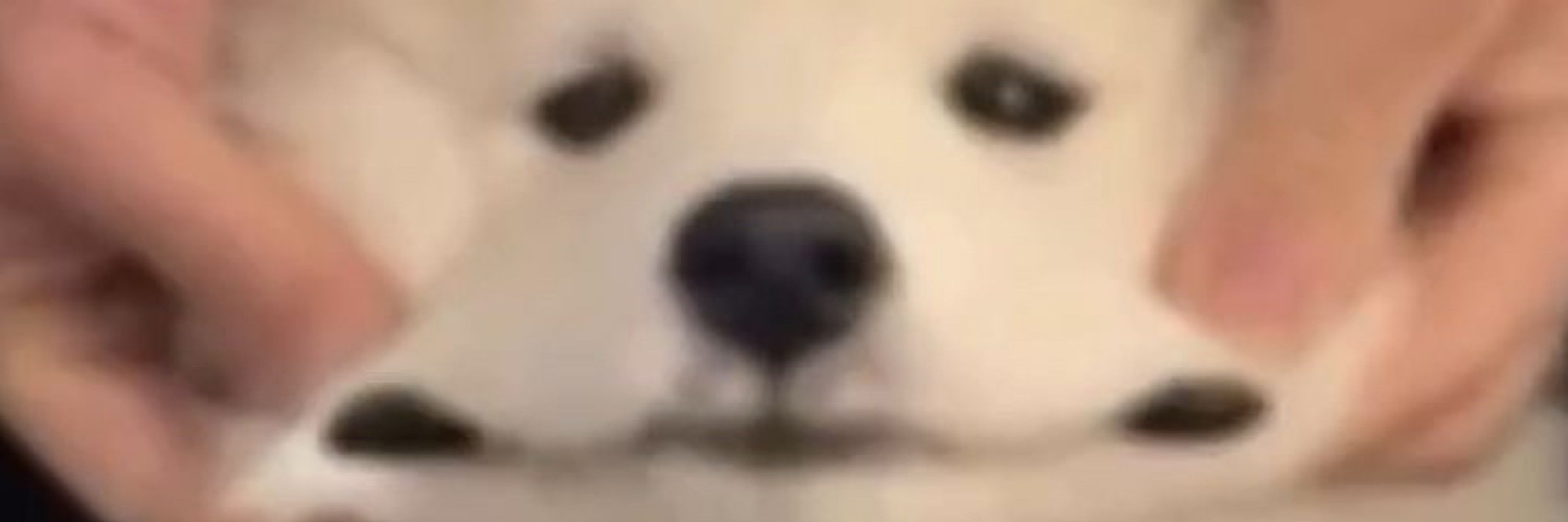 햄바