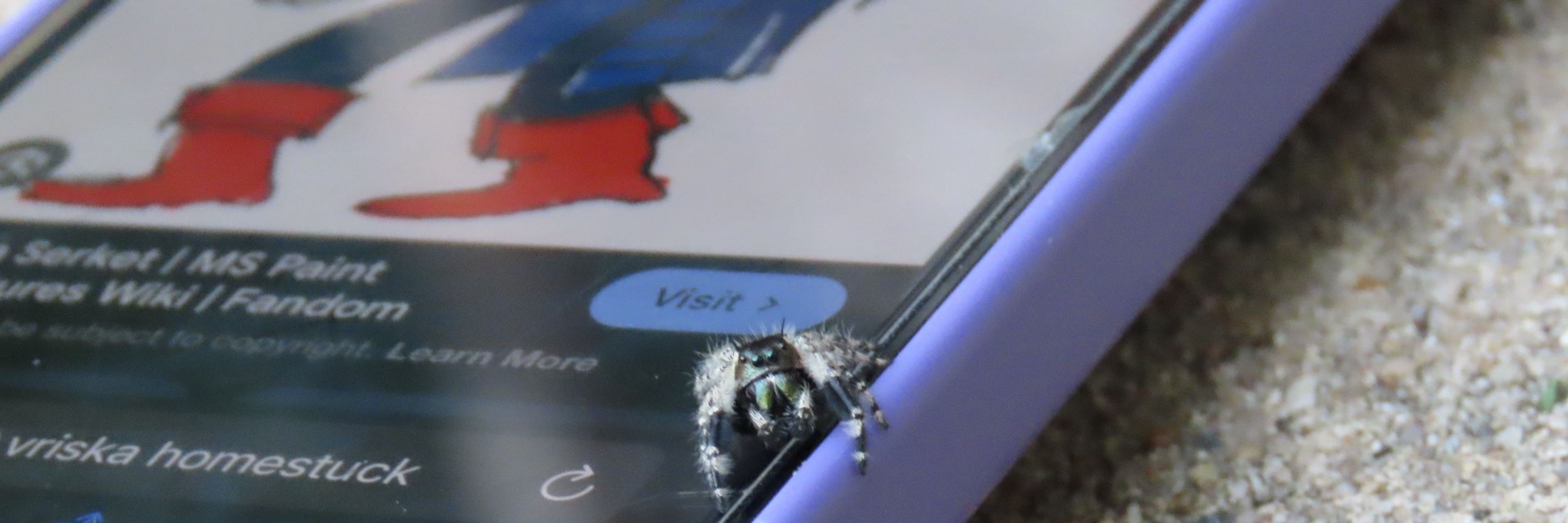 vee 🕷️🕸️