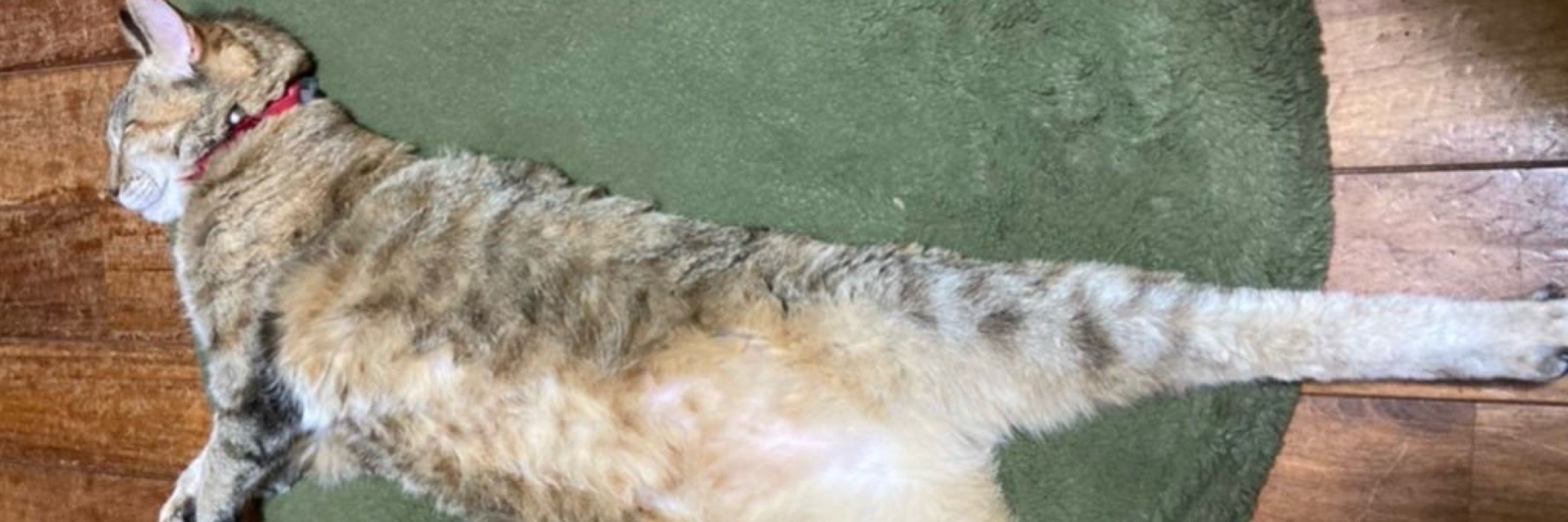 どら猫龍星