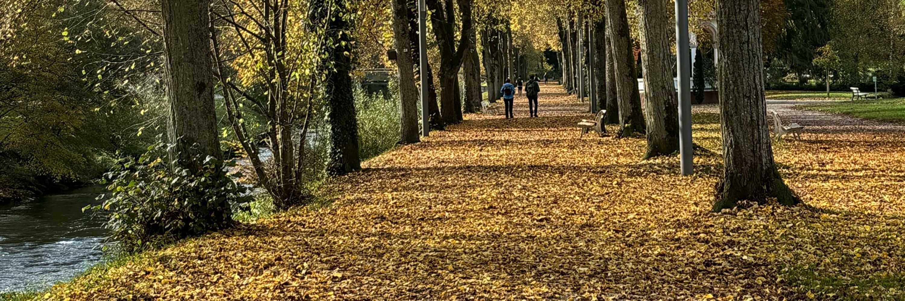 Where_the_leaves_fall🍂