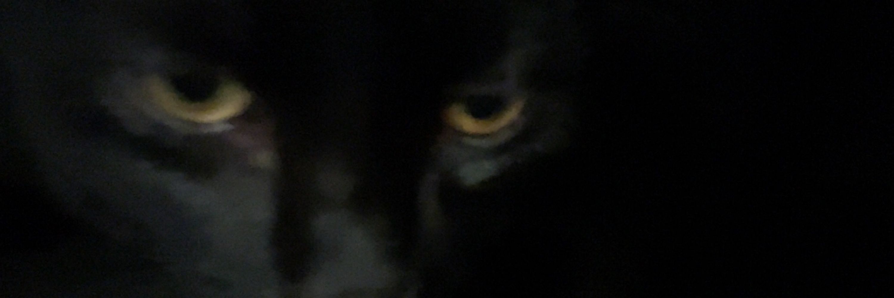 fawkes