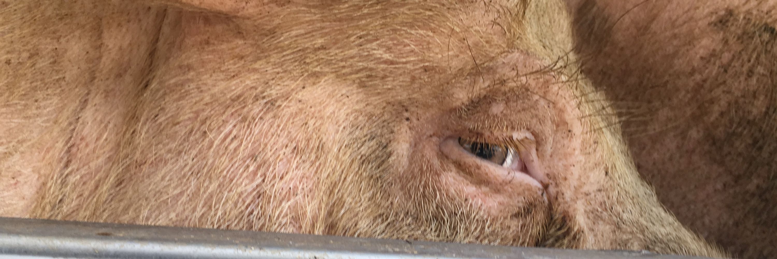 Empty The Cages