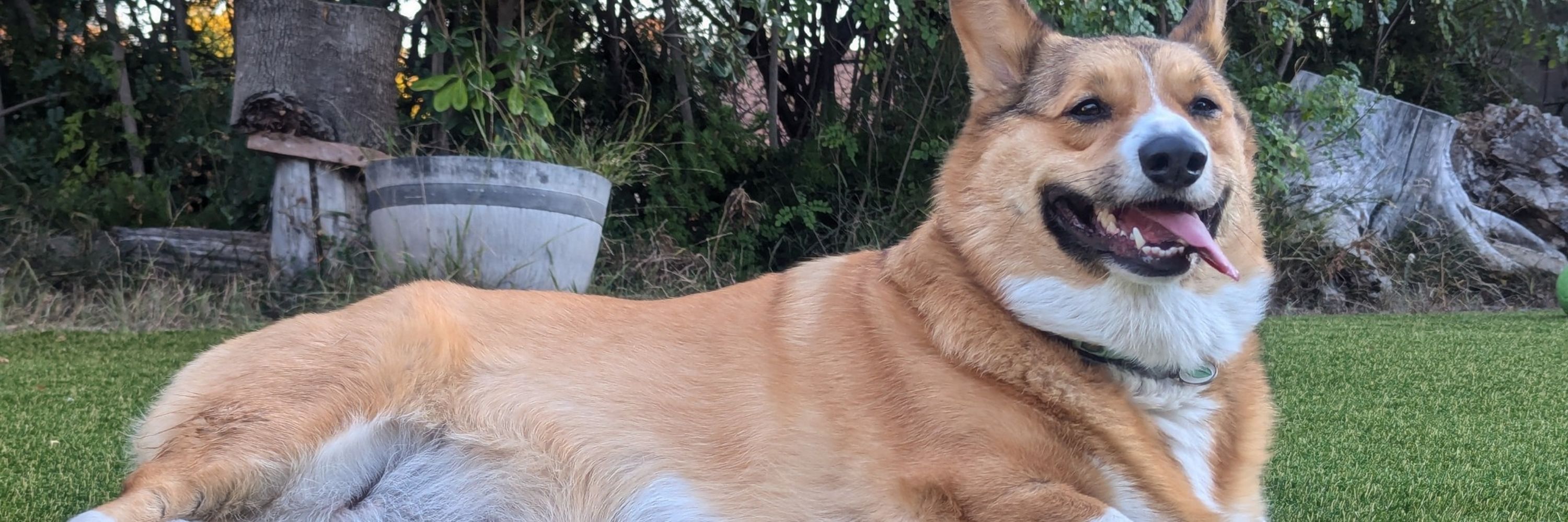 FoxElote