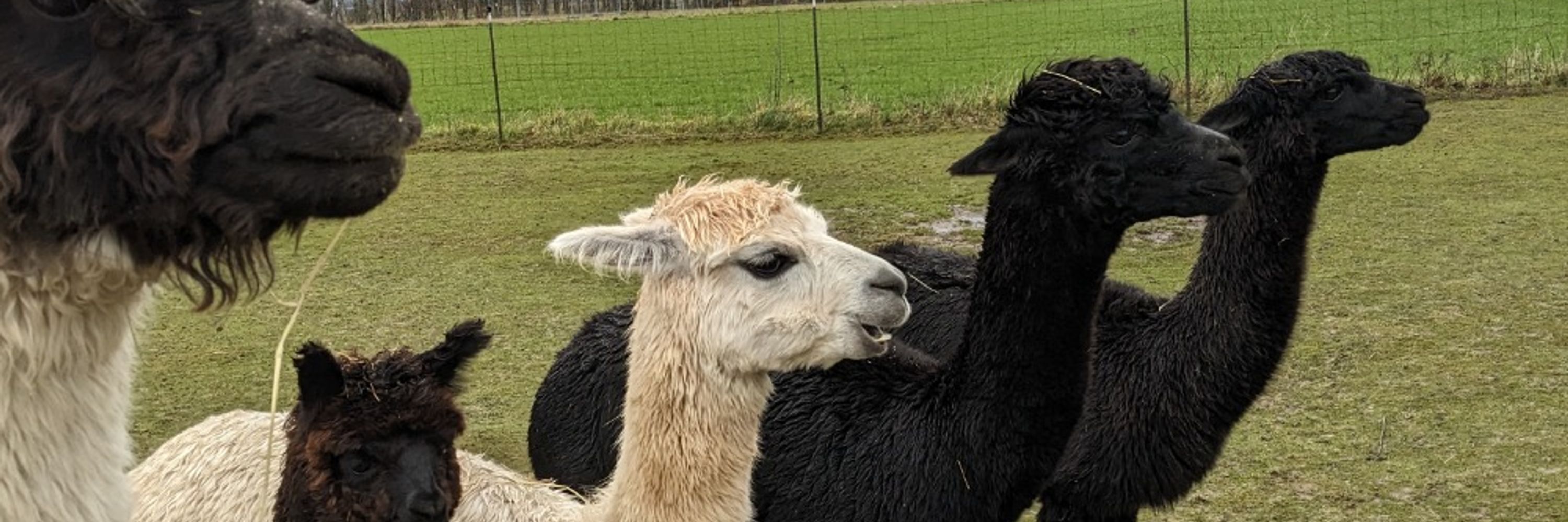 Beginental Lamas & Alpakas