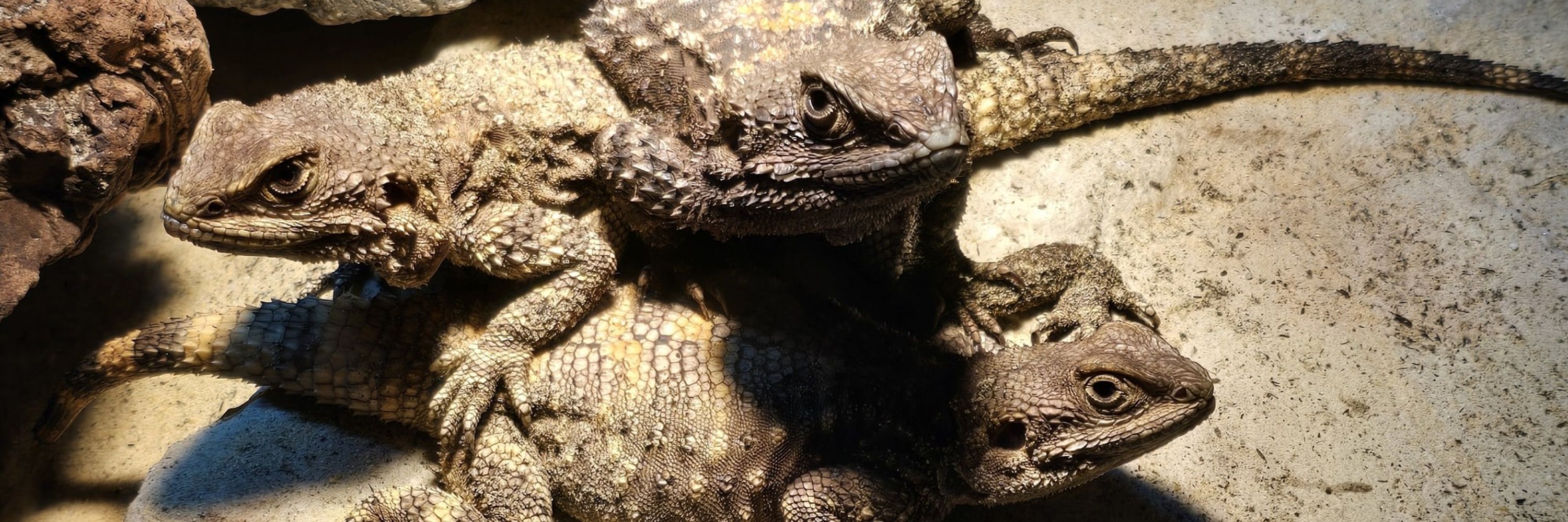 Jonny Agama