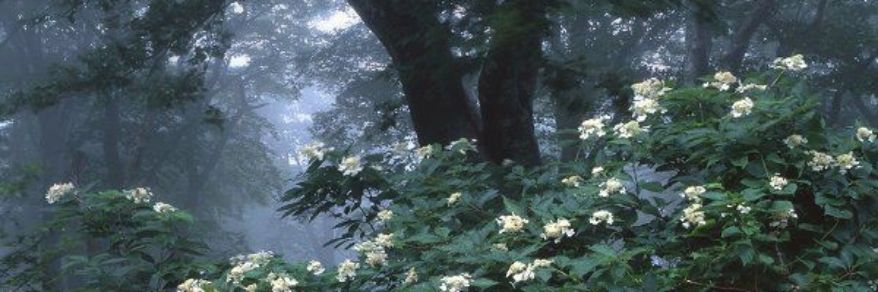 Dawn of the trees ☘️