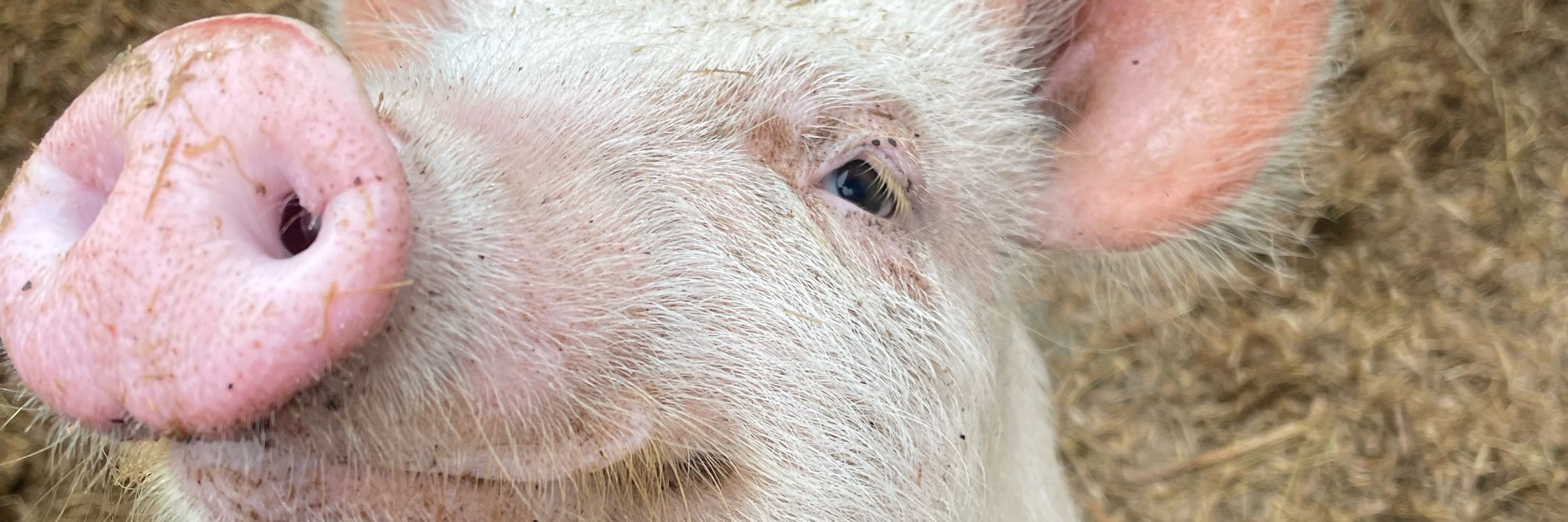 WindPig