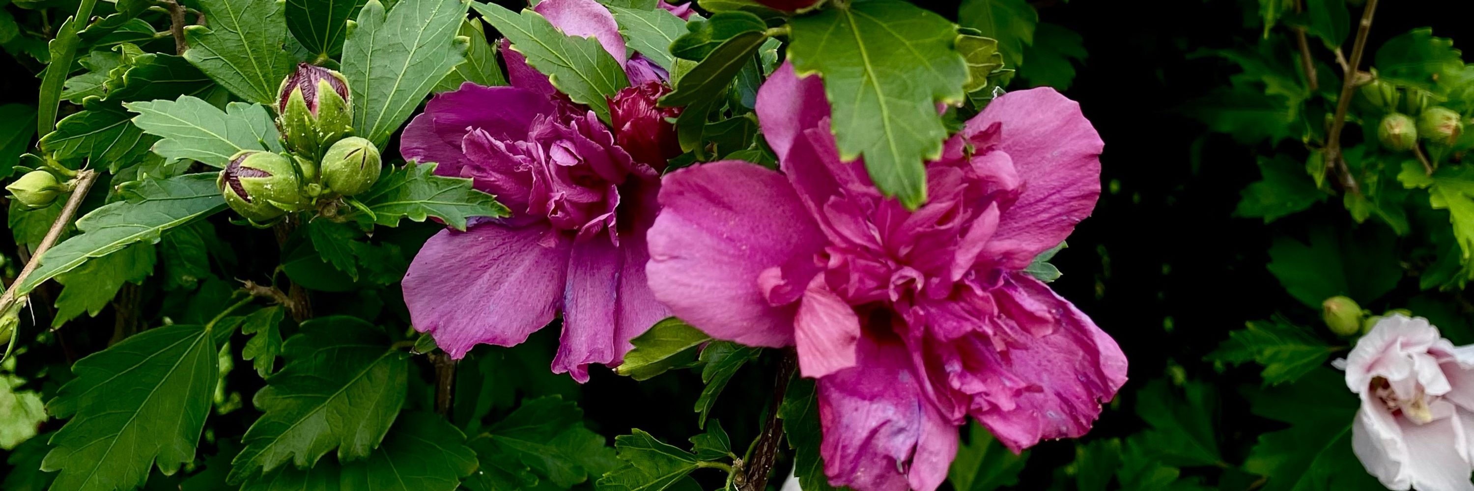 Lei Minor