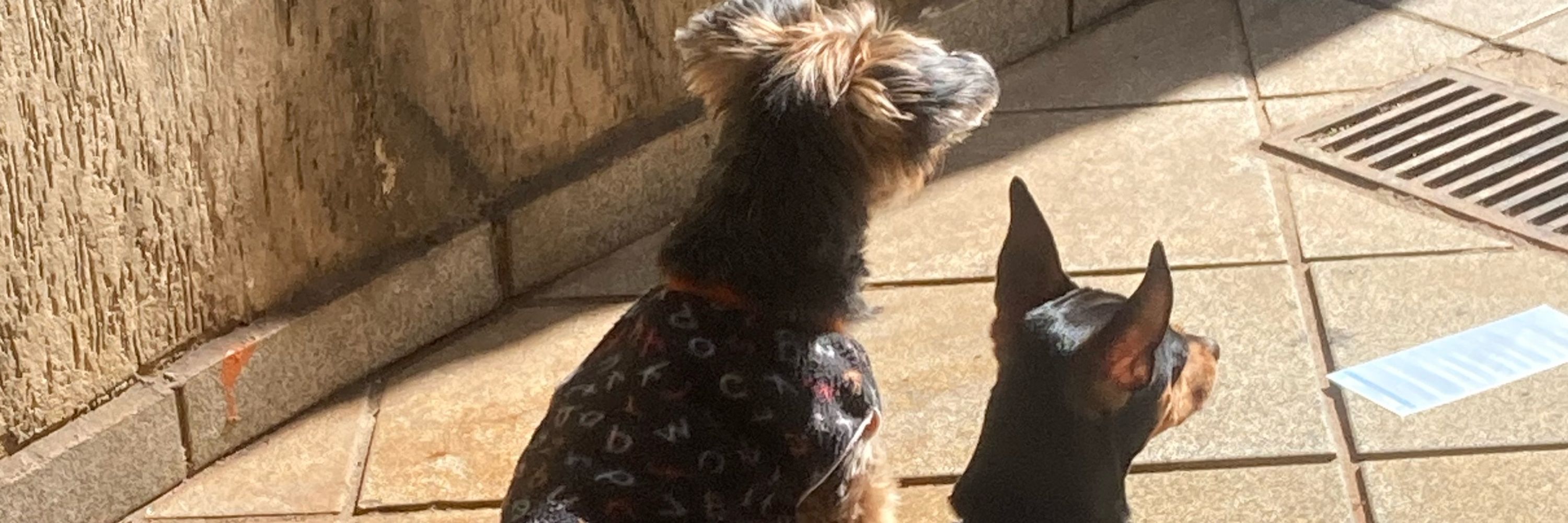 bea