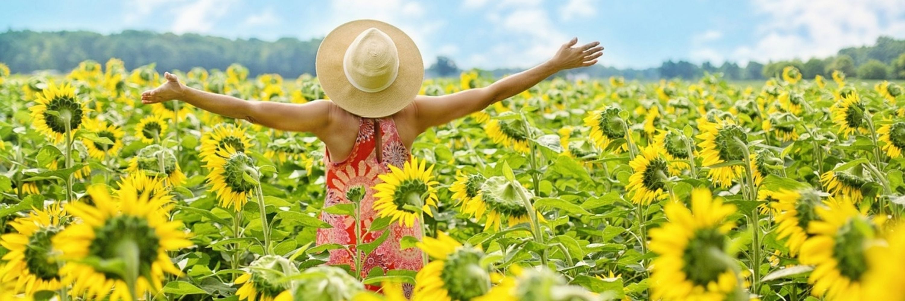 Sunflower Intuitive Healing 🌻