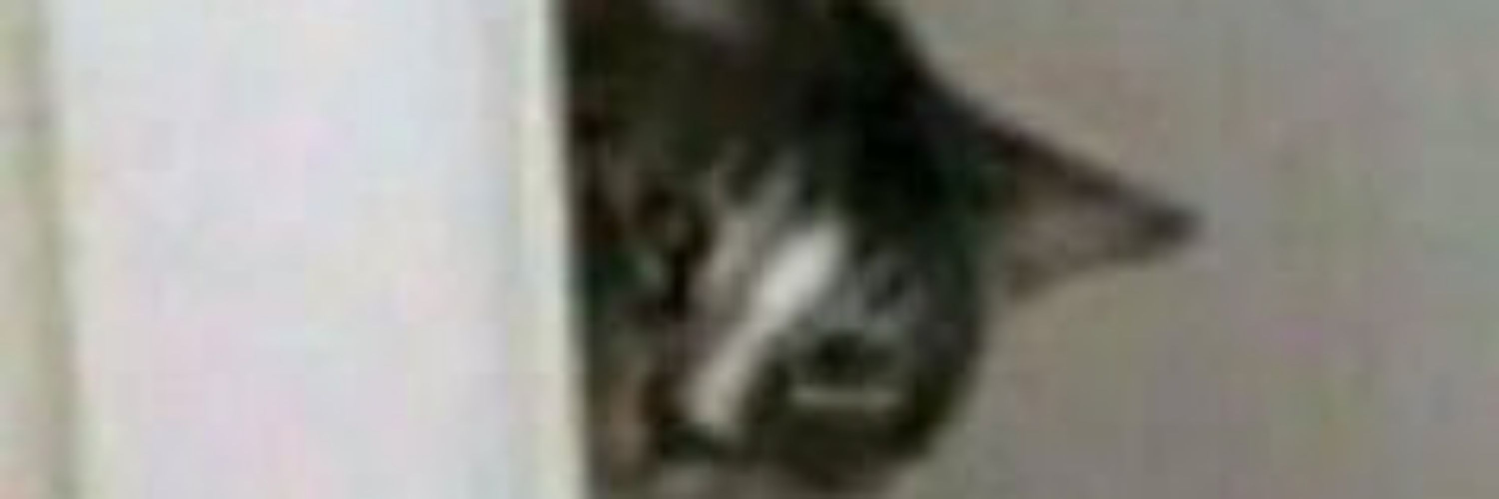 Gato do Bluesky 