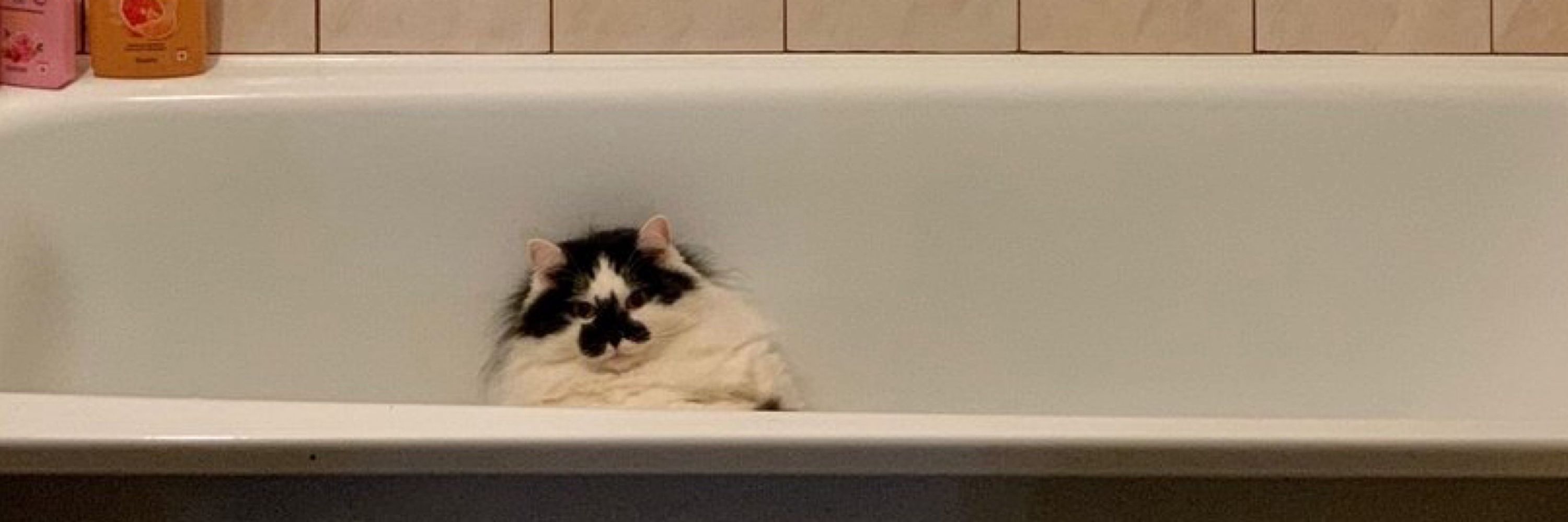 візантійський котик