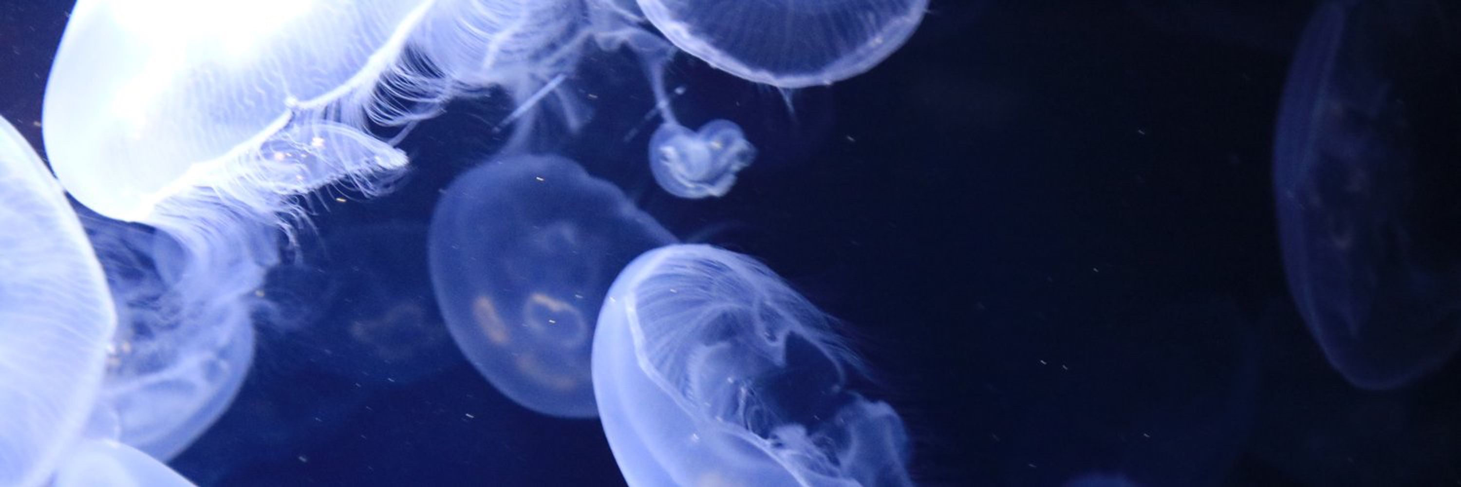浅葱