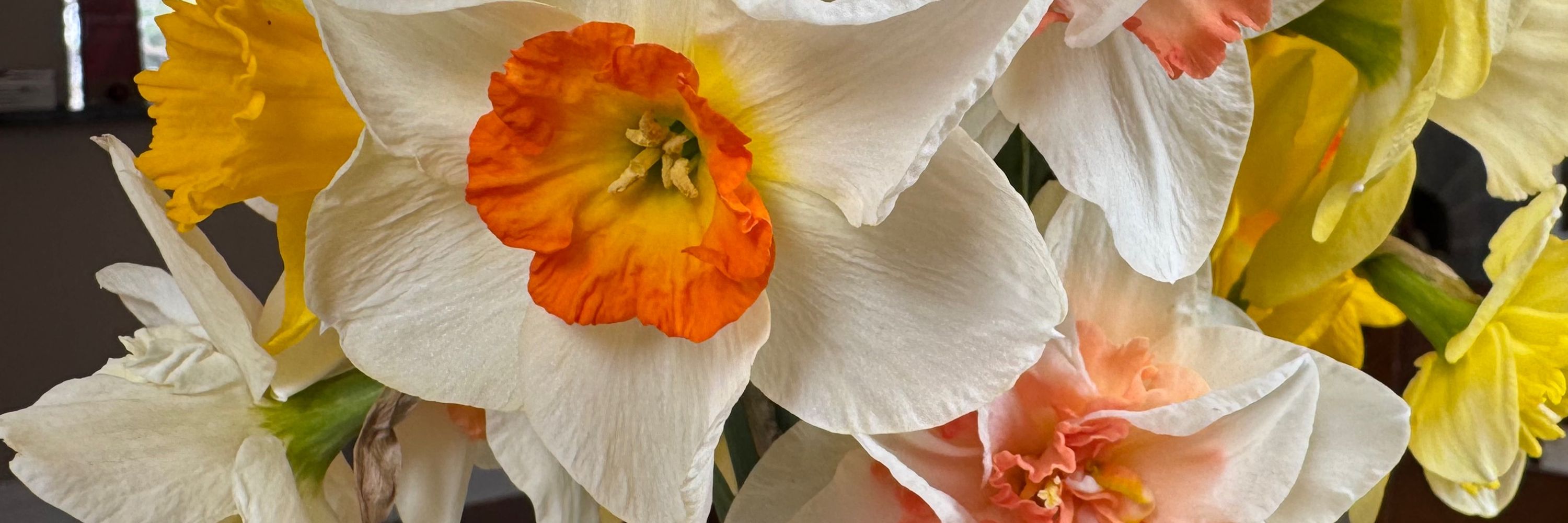DaffodillJill