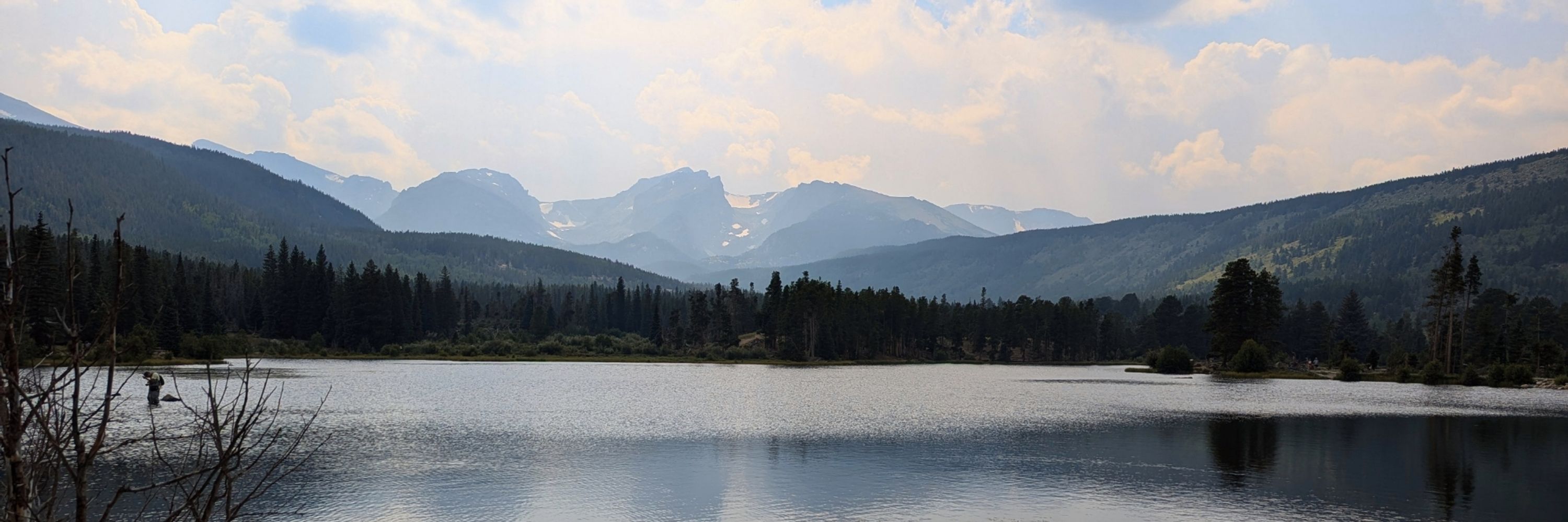 Whitebark