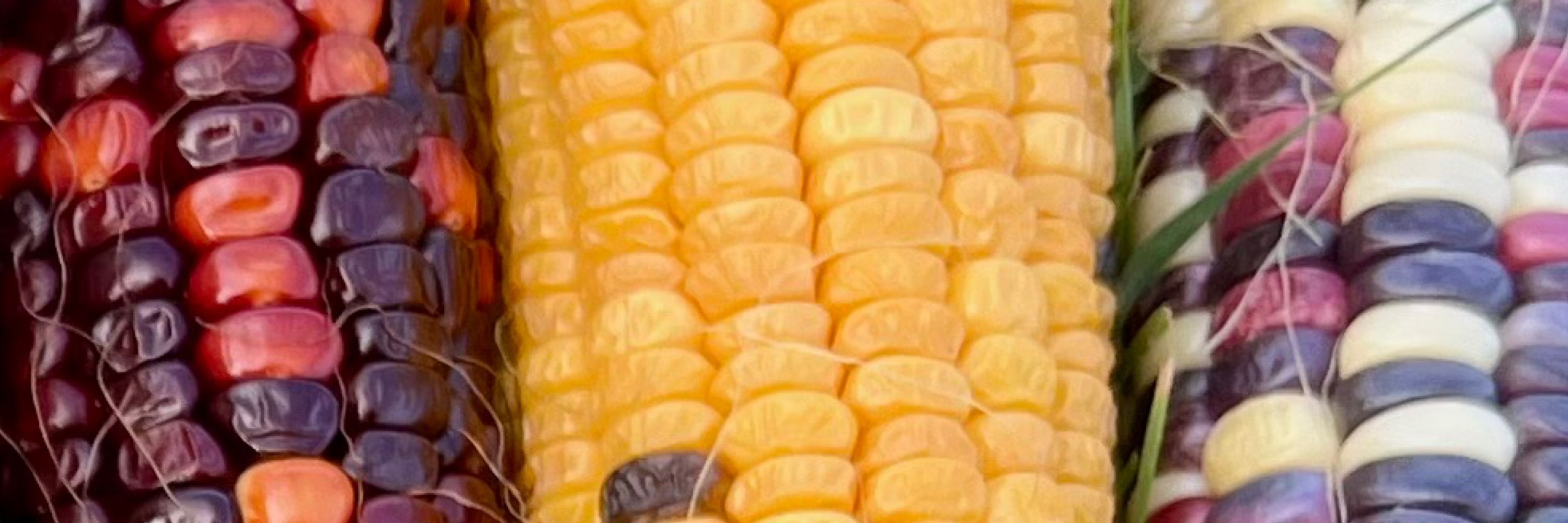 Mein Garten