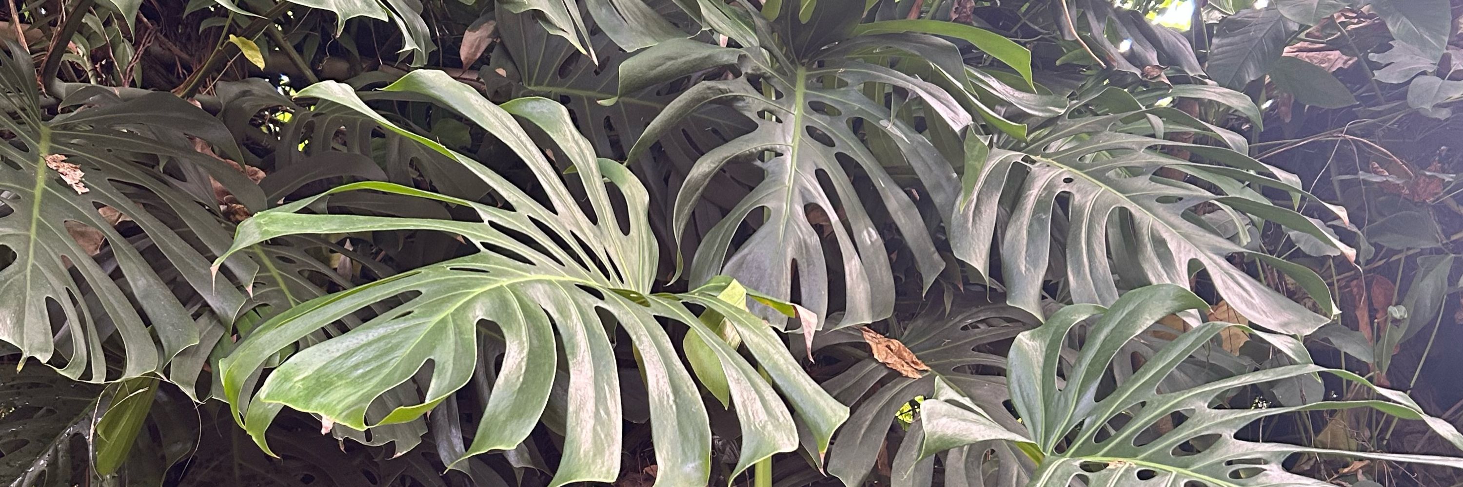 Monstera