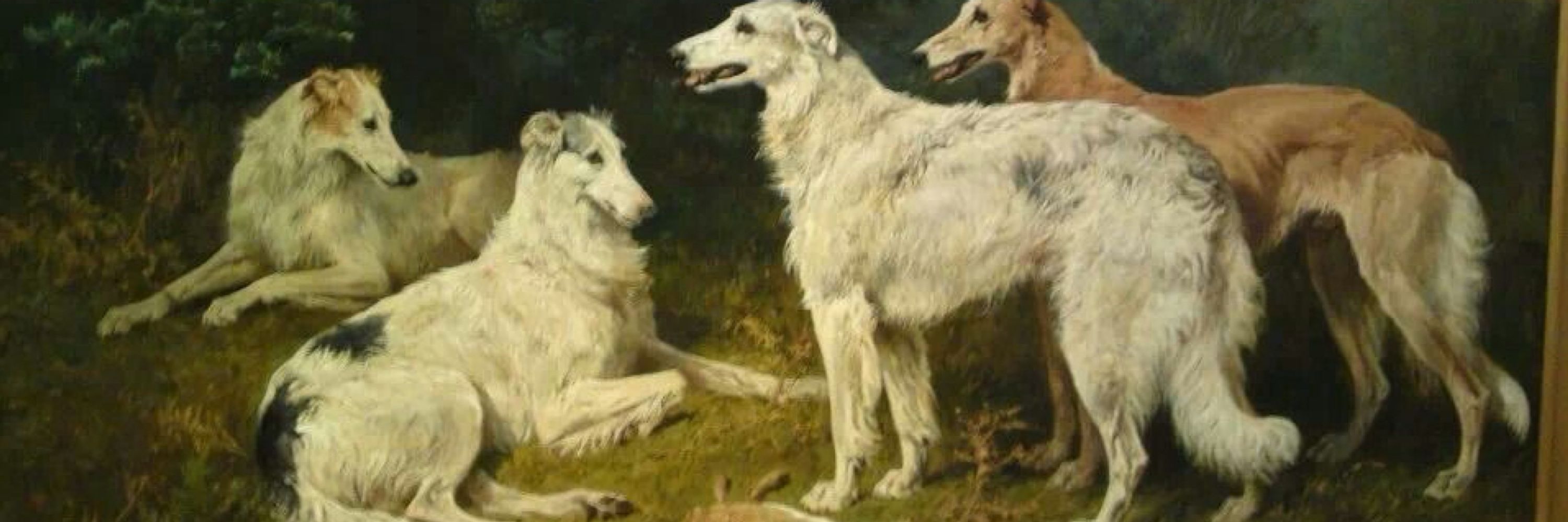 Borzoi Archives 📁