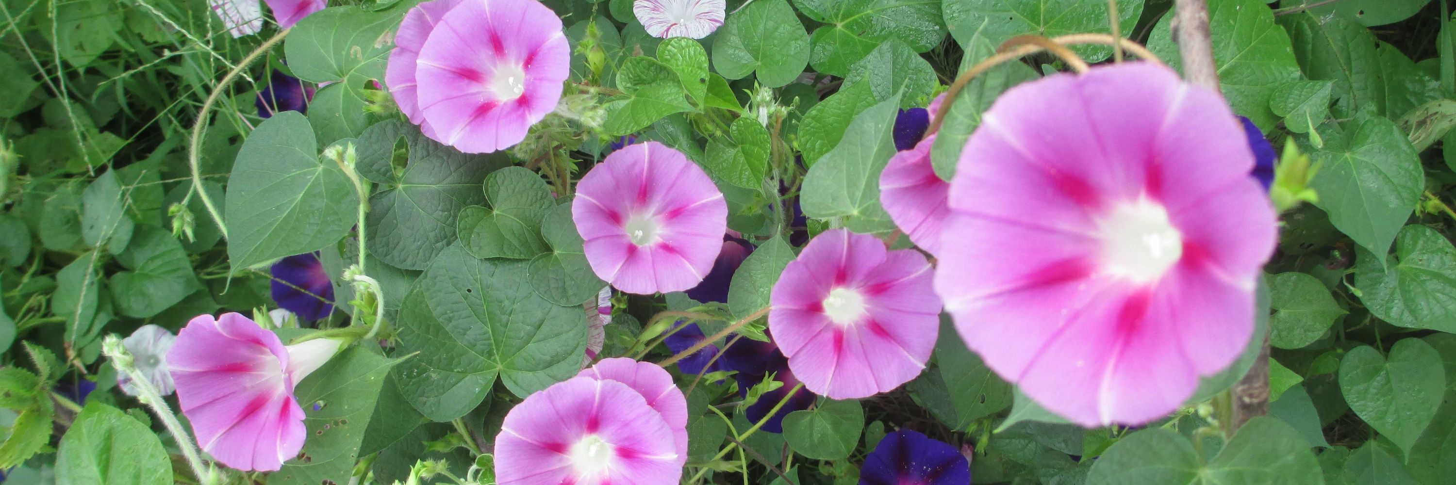 herbnrenewal