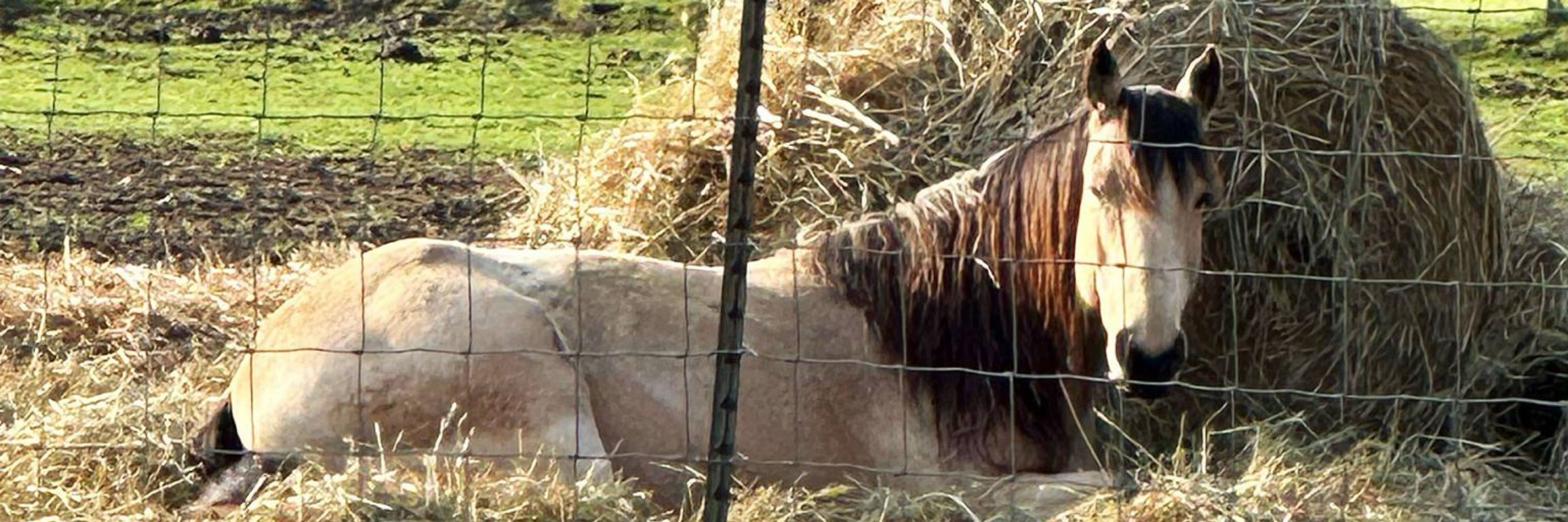 imma tired equestrian~ meandering
