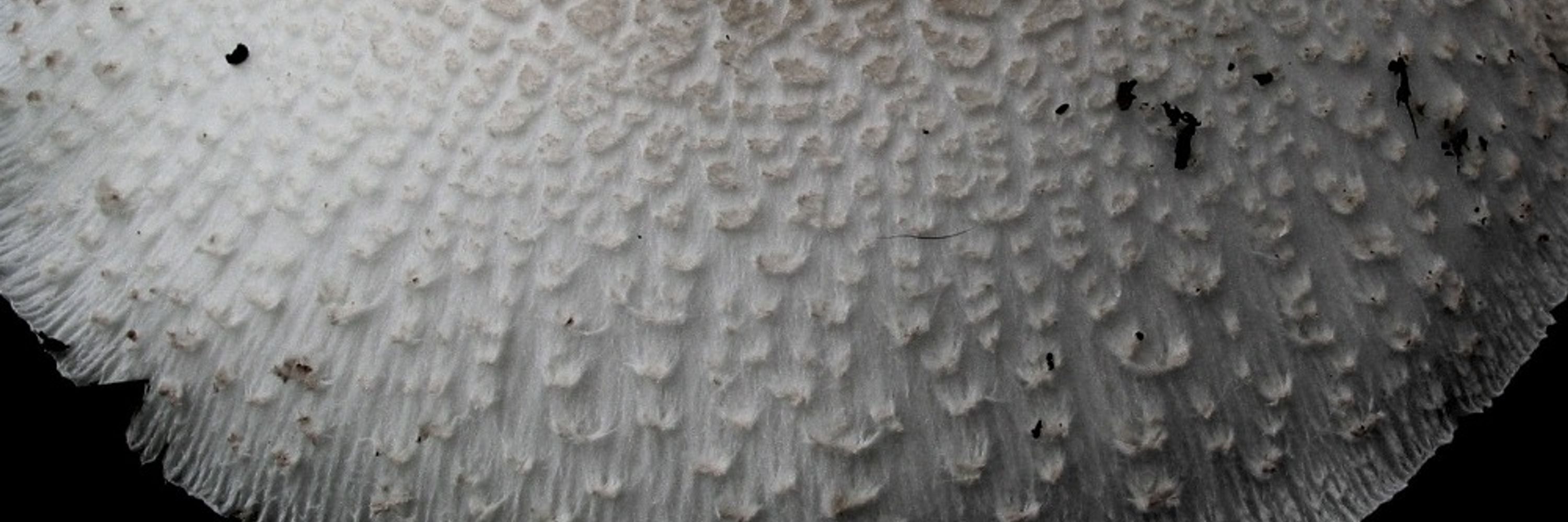 MarcusVulpes
