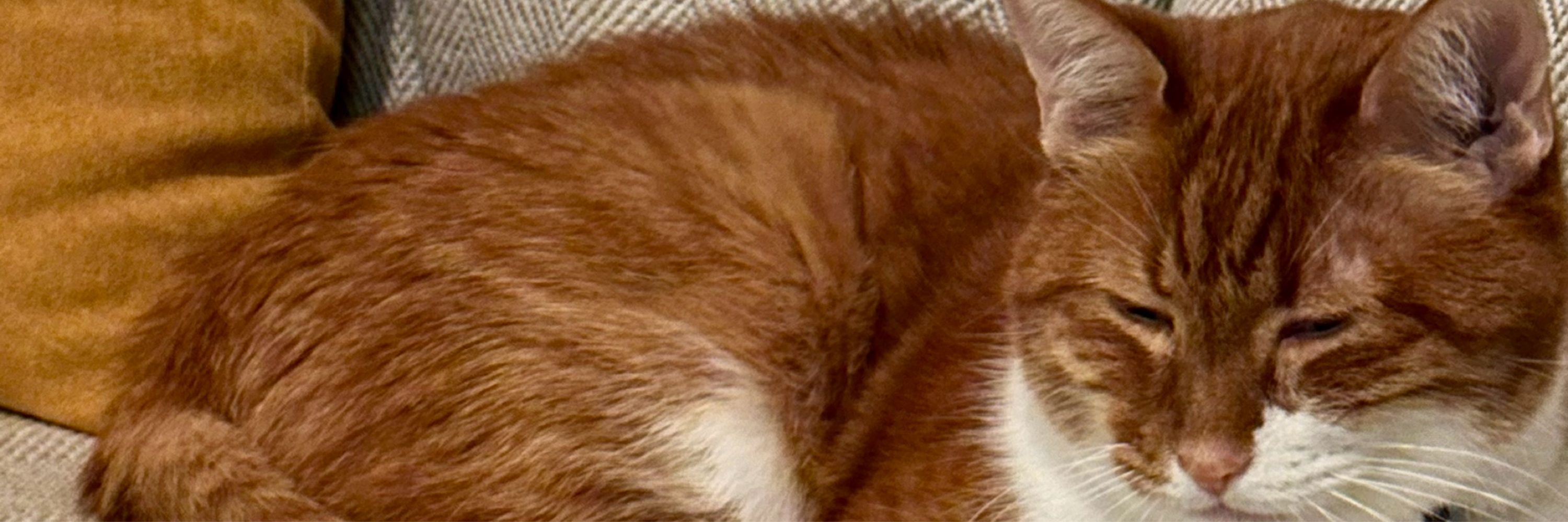 AmeriCanadian Professional Headshaker