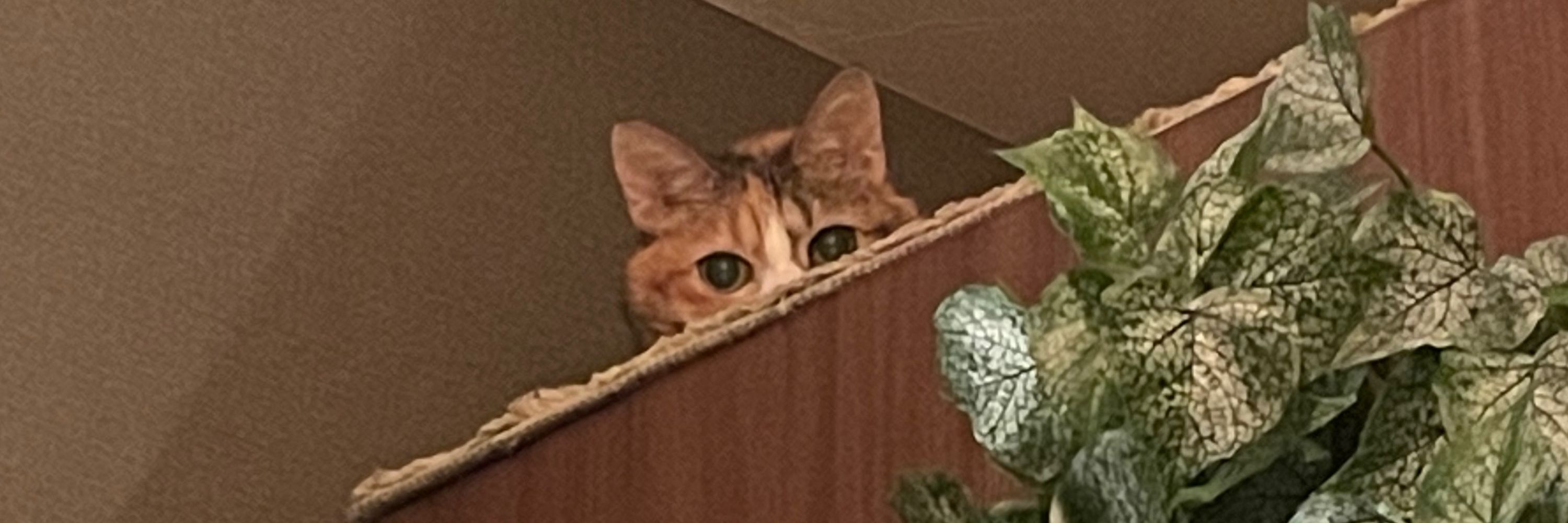 せの