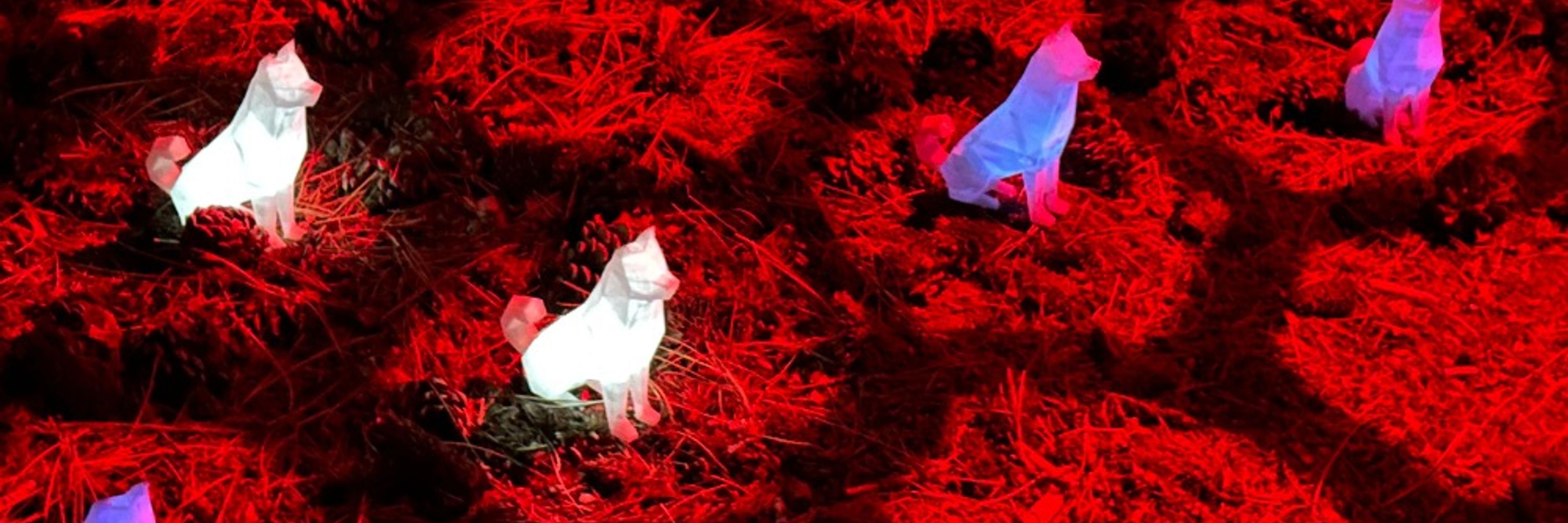 TrippCat