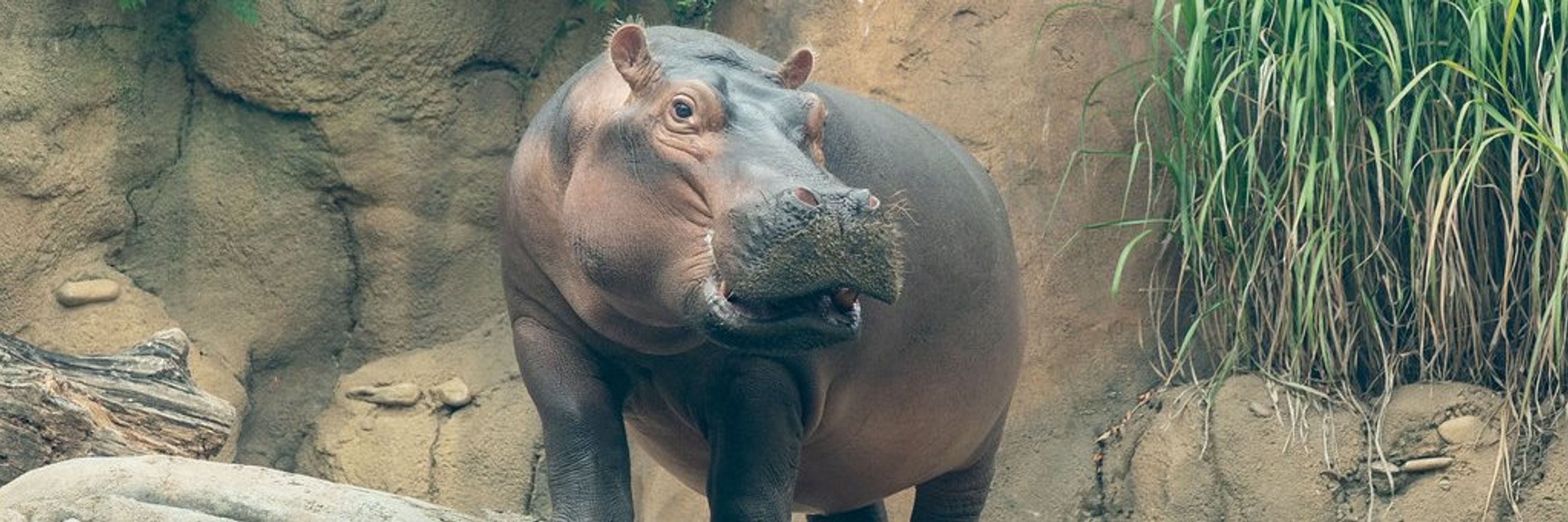 Cincinnati Zoo (Automated Mirror)