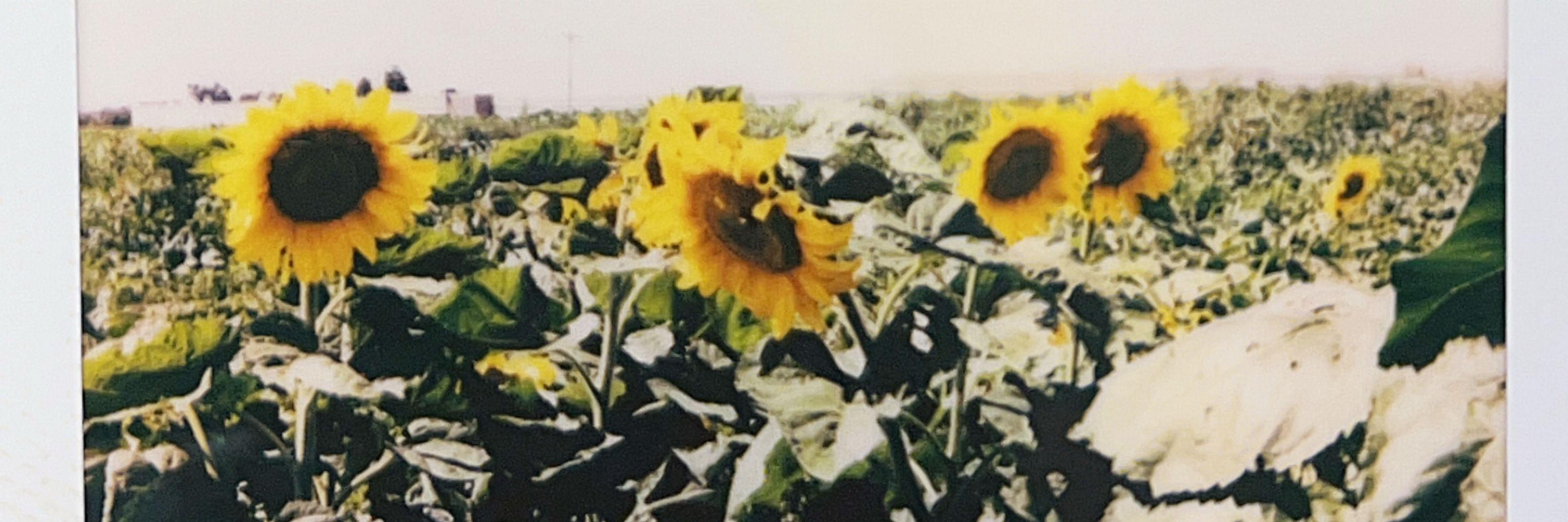 Julia 🌞