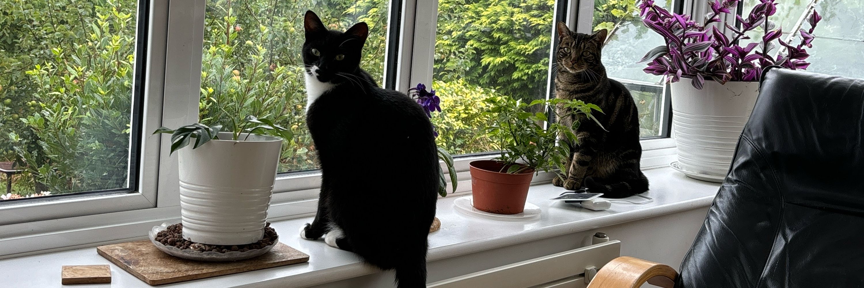 Otto and Otis the Hurst Rise Road cats