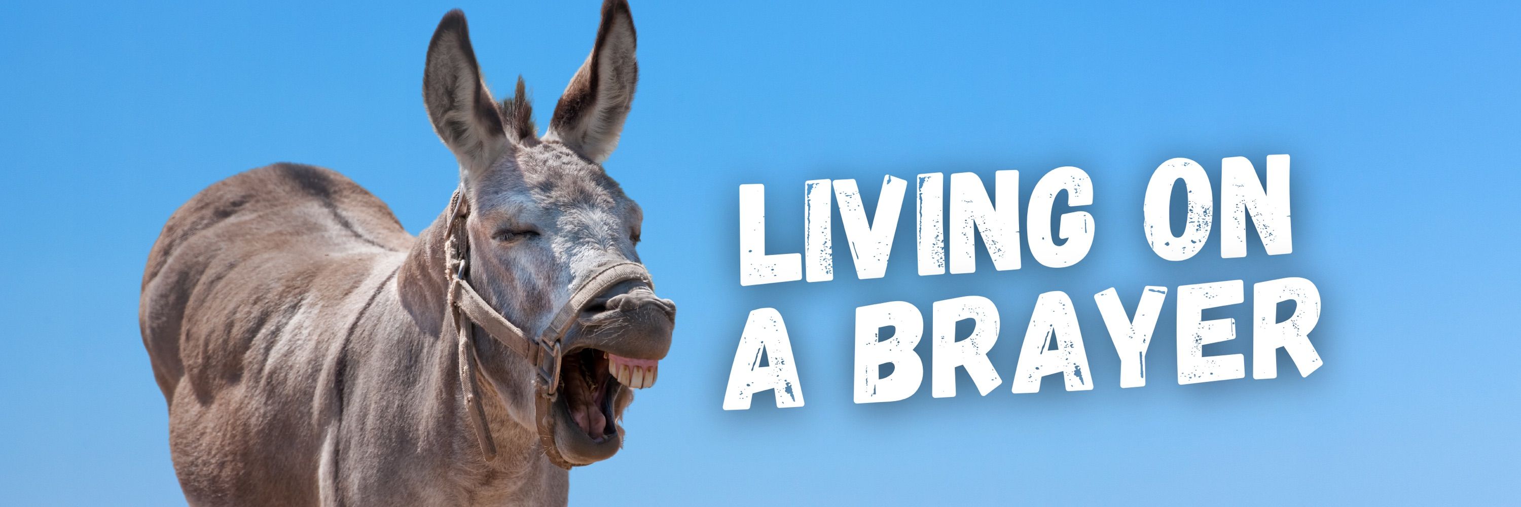 Smart Donkey