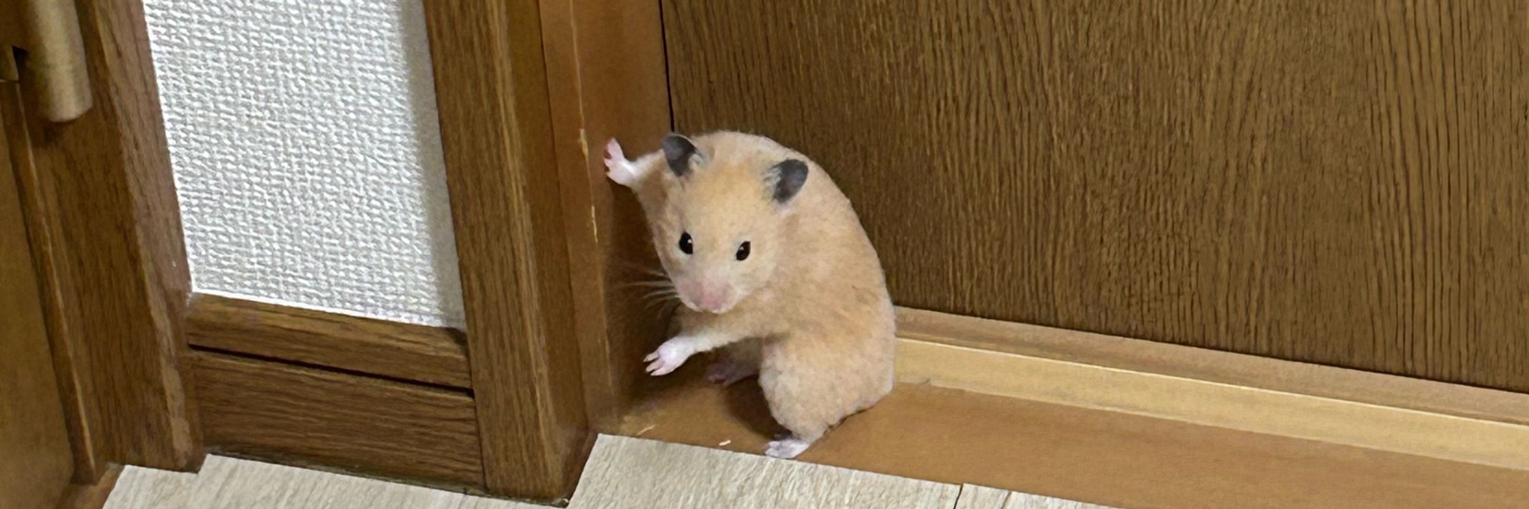 くらら
