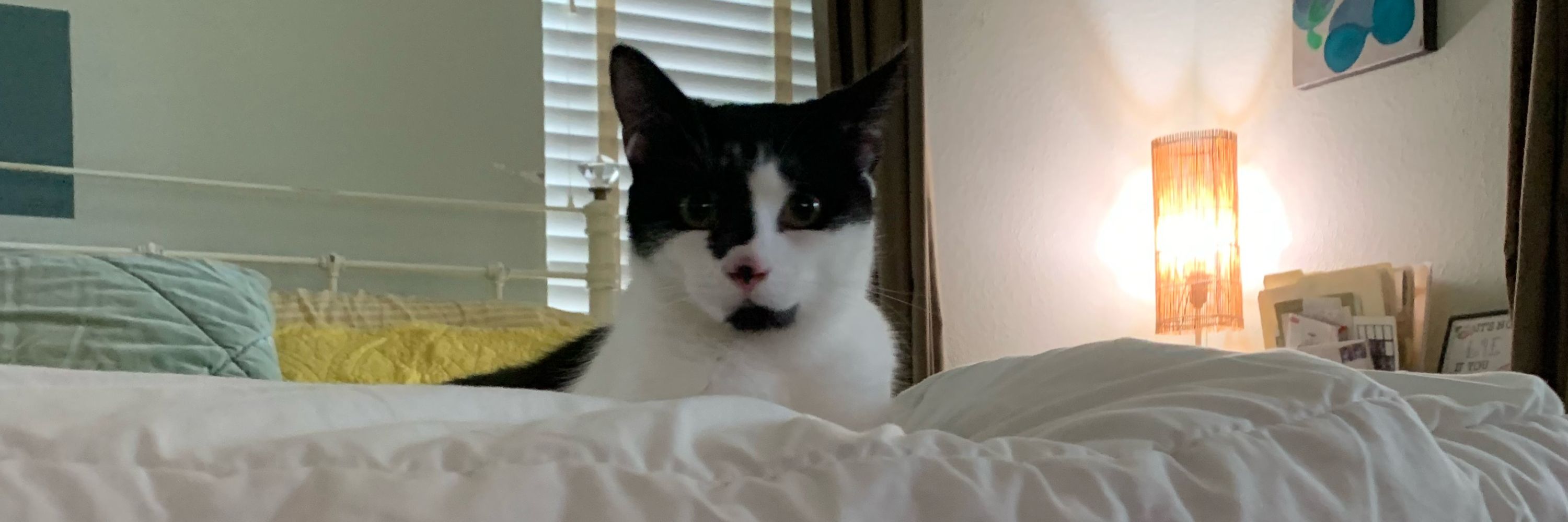 George Catstanza