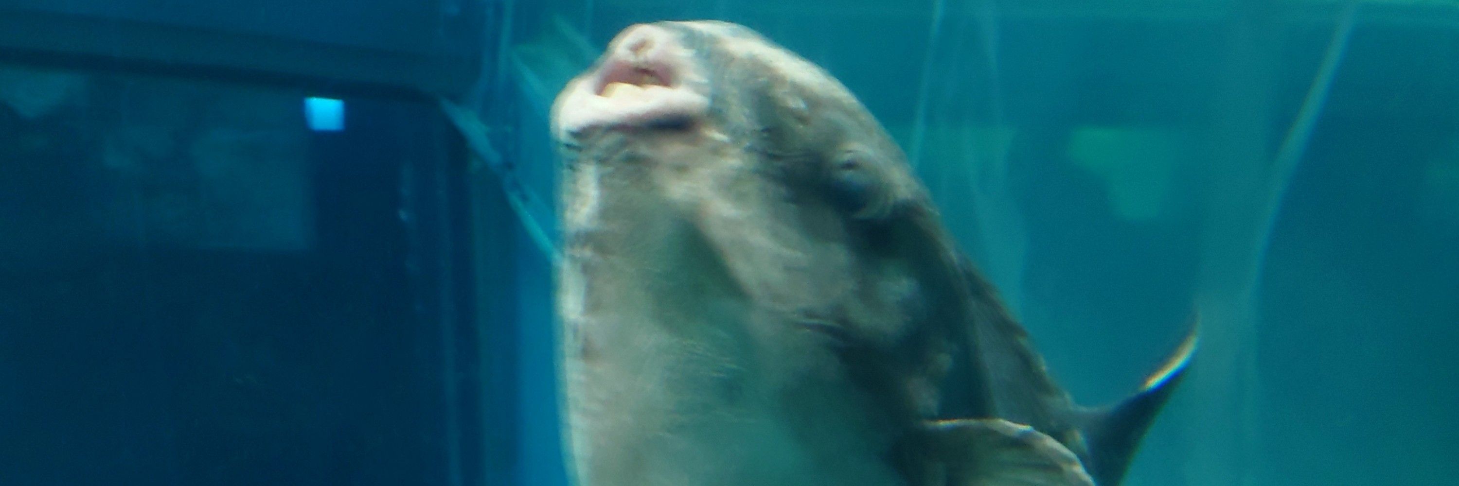 メイプル