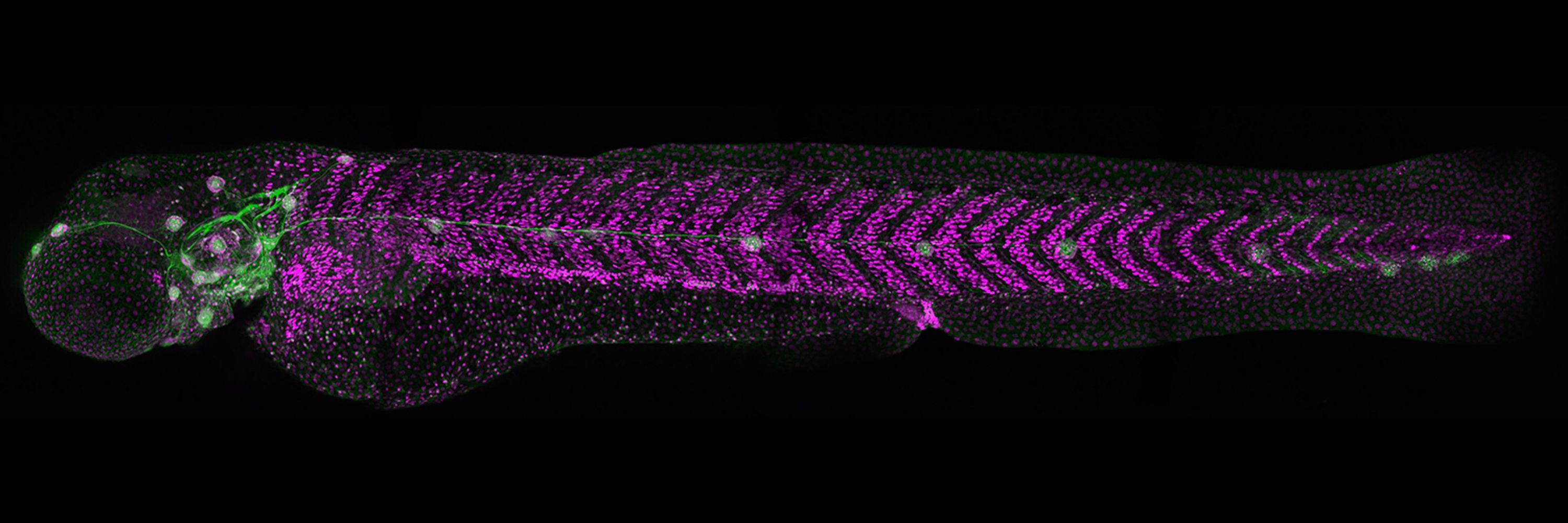 CU Anschutz Developmental Biology
