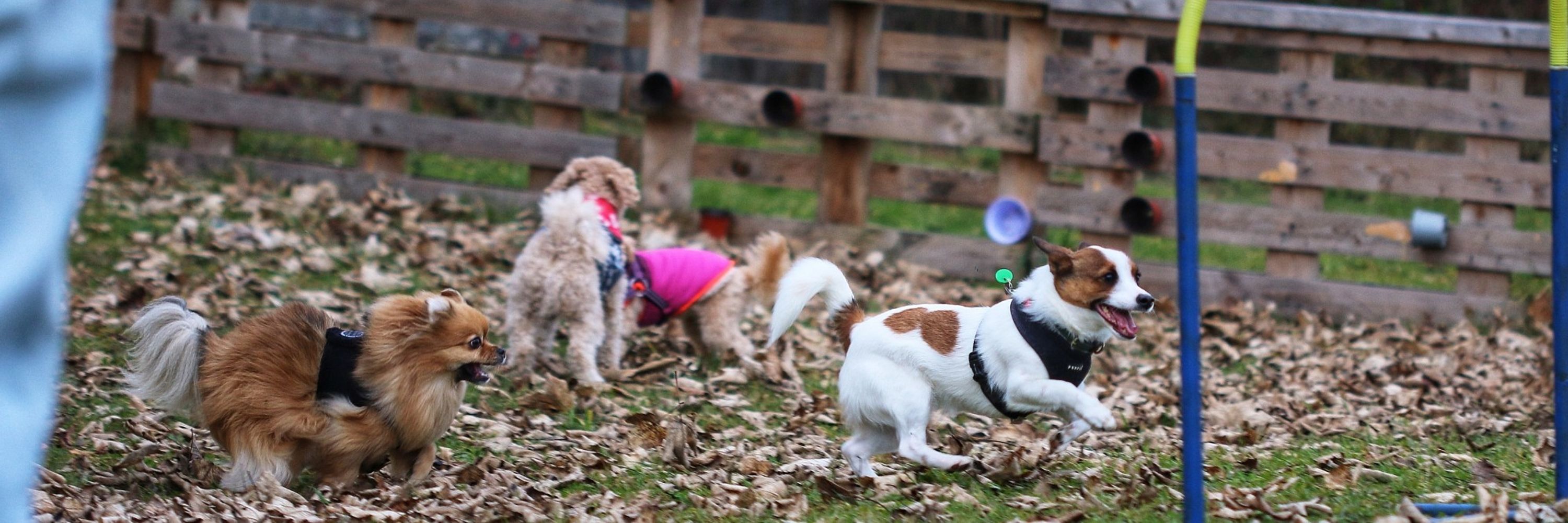 Hundeschule Knochenjob