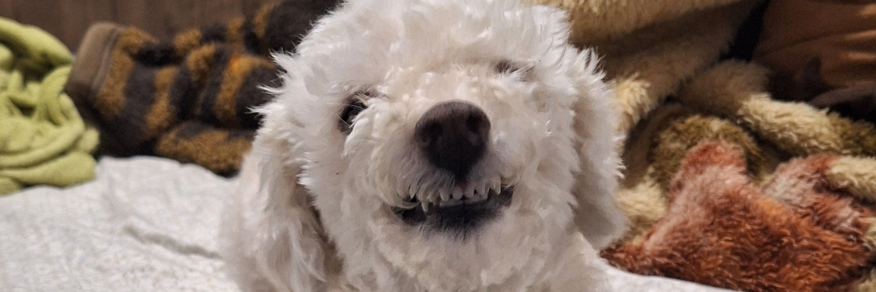 Patuardo 