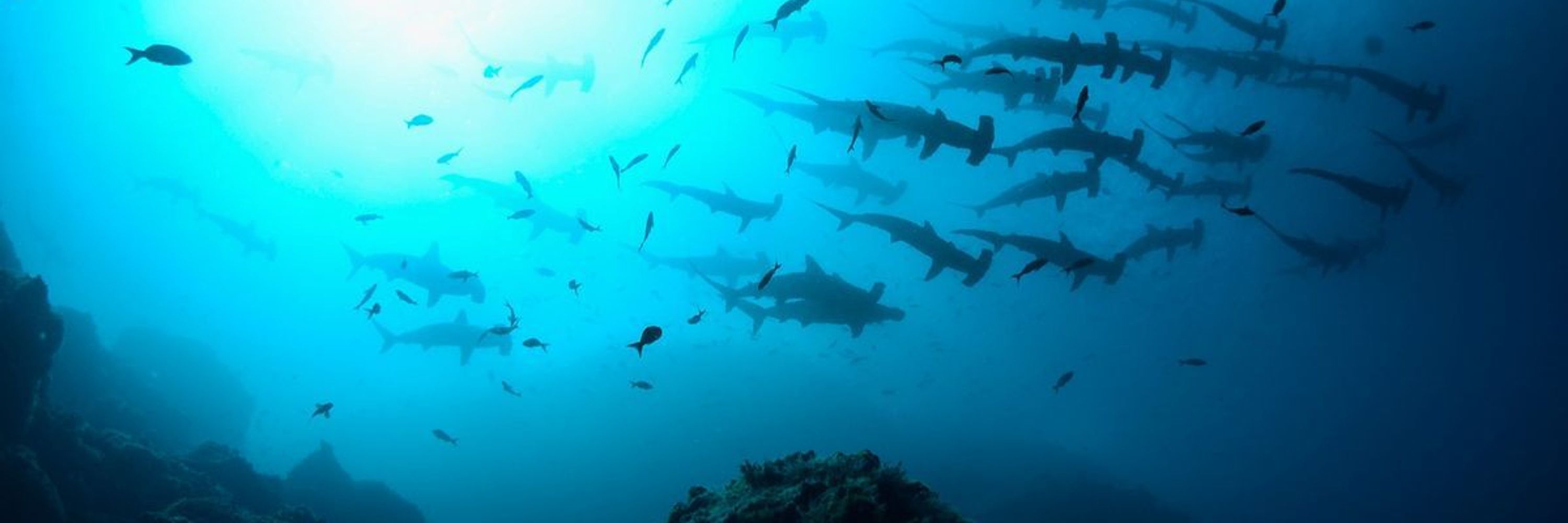 Sharky