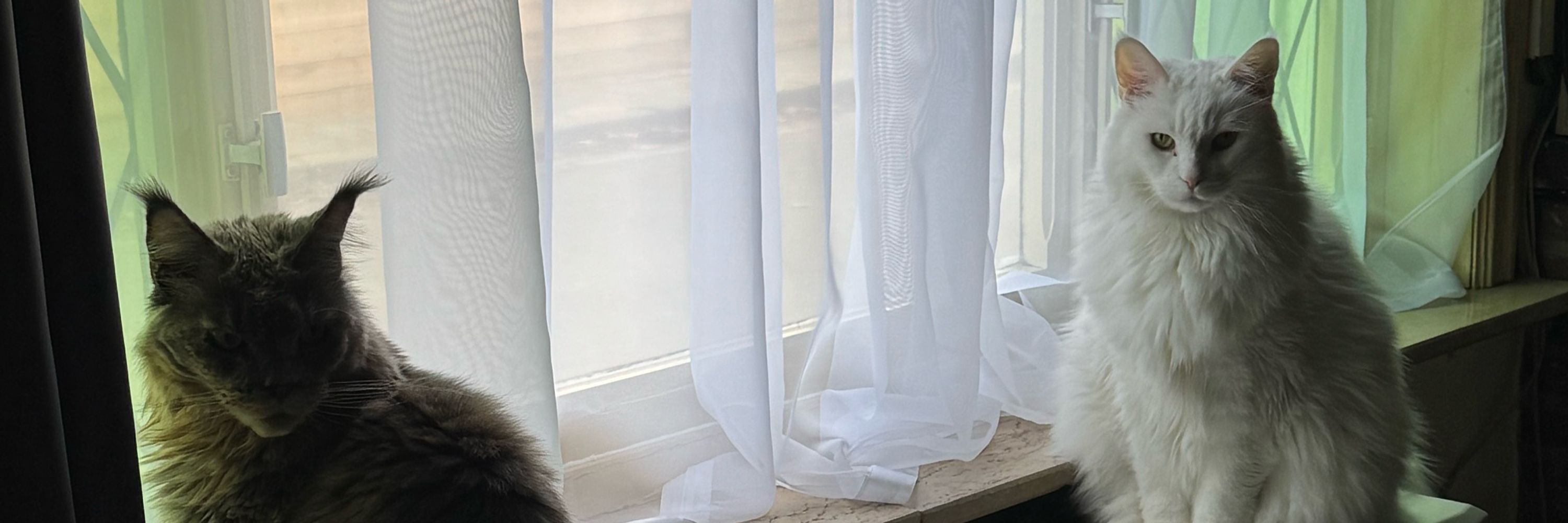 The Maine Coons from Belgium