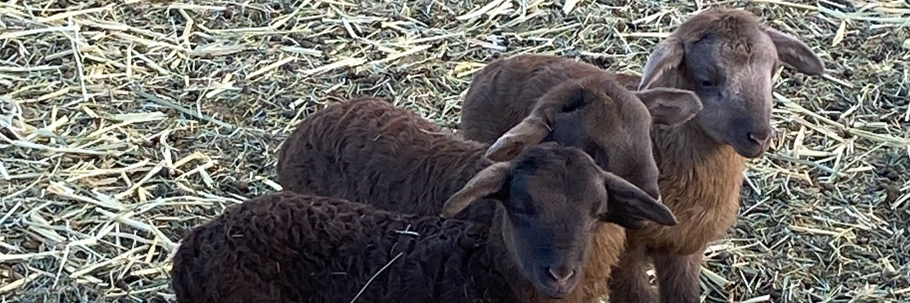 Arroyo farmer