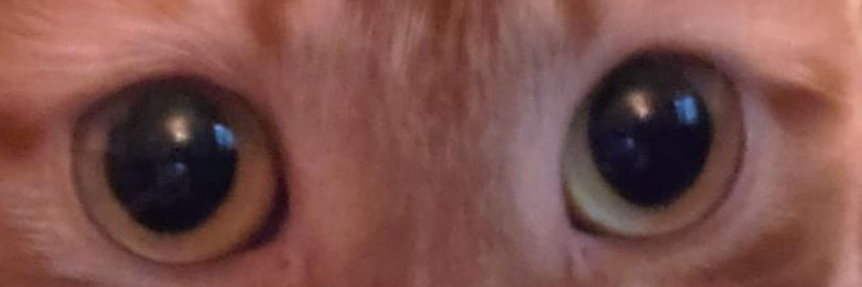 Sarcasticusernamehere