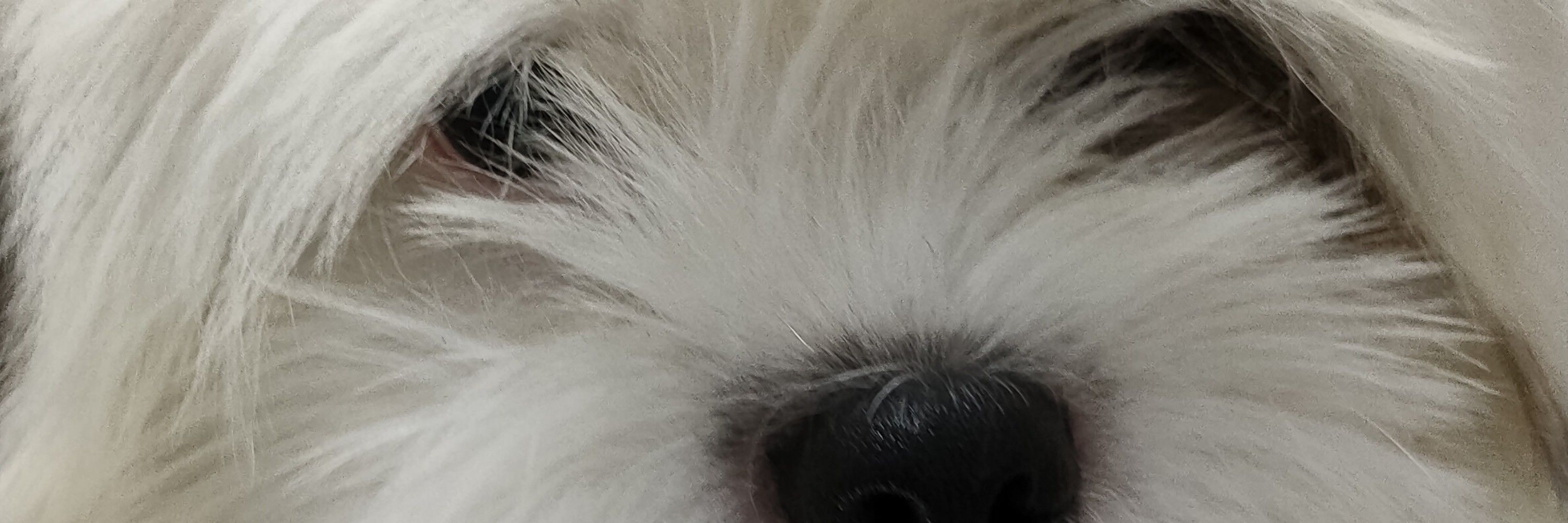 lui
