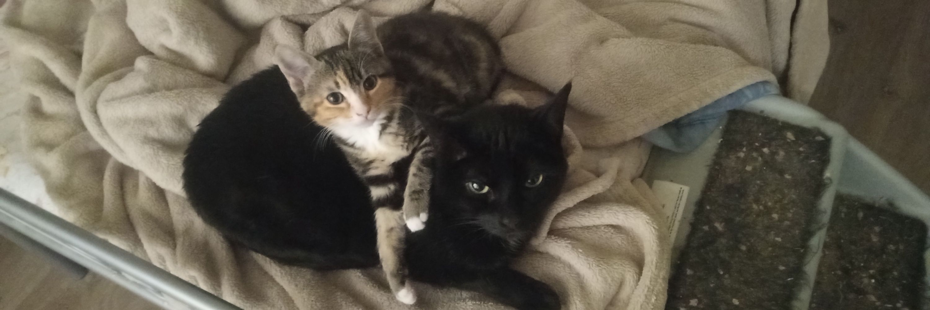 KittenKoder