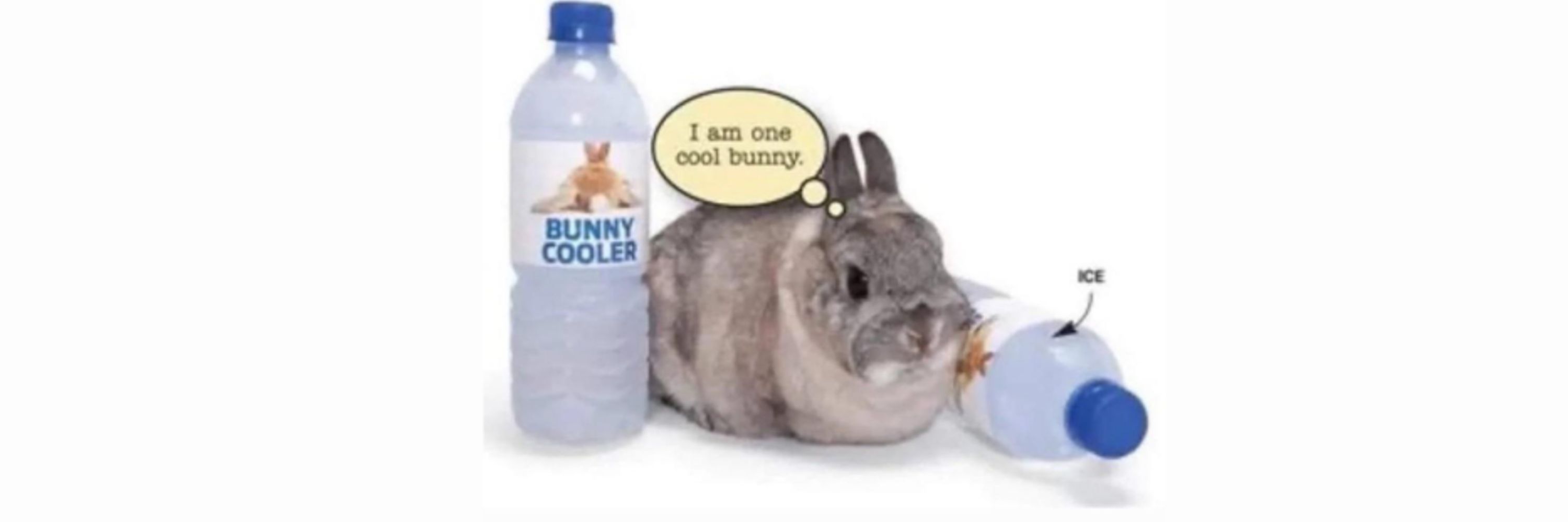 minyaa 🐇