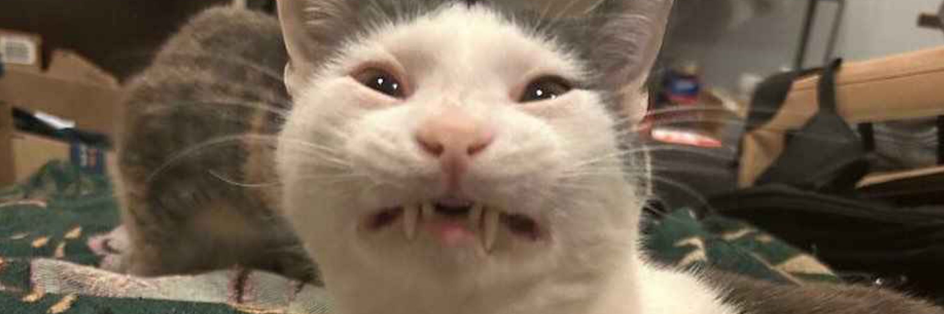 GoopyLemon78